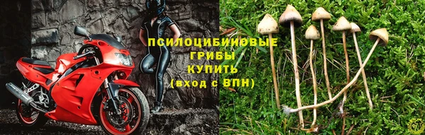 стаф Осинники