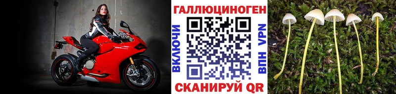 цена   Югорск  Псилоцибиновые грибы Psilocybe 